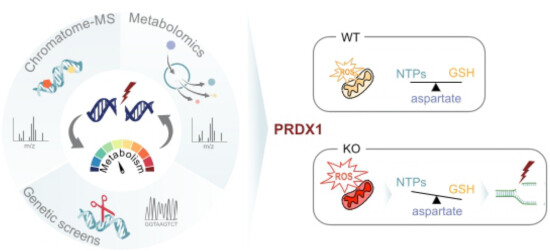 prdx1 nuclear ros dna damage repair abstract